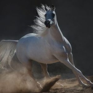 غادة القحطاني